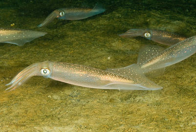 longfin inshore squid