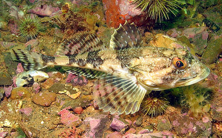 Longhorn Sculpin
