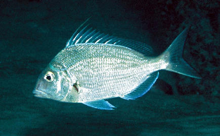 Longspine Porgy