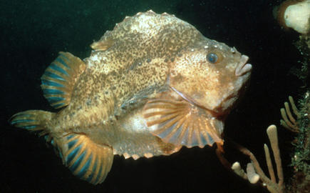 Lumpfish