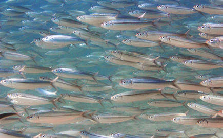 Mackerel Scad
