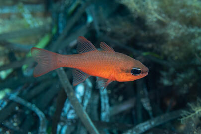 Photo by Stacey Henderson