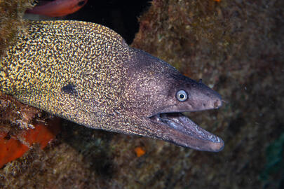 Photo by Stacey Henderson