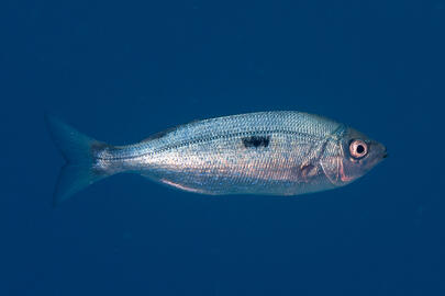 Photo by Stacey Henderson