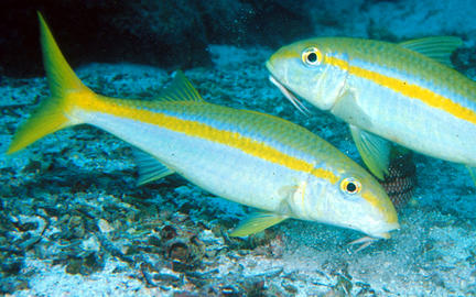 Mexican Goatfish