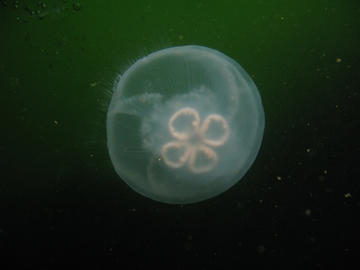 moon jelly