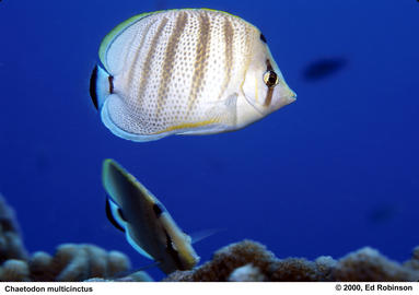 Multiband Butterflyfish