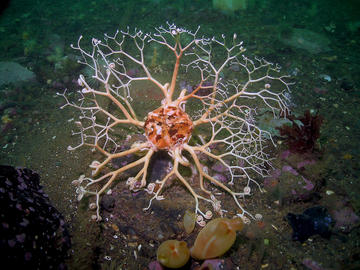 northern basket star