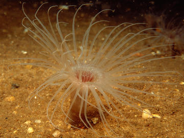 Northern Cerianthid
