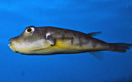 Northern Puffer