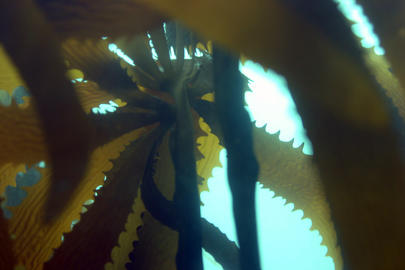 Northern Sea Palm