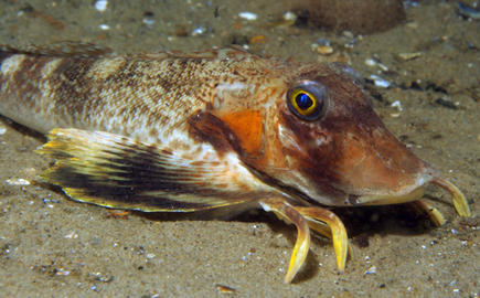 Northern Searobin