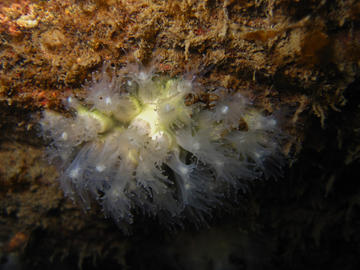 northern star coral