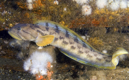 Ocean Pout
