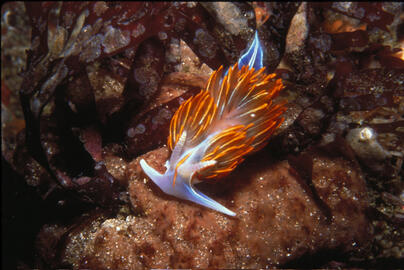 Opalescent Nudibranch Opalescent Nudibranch