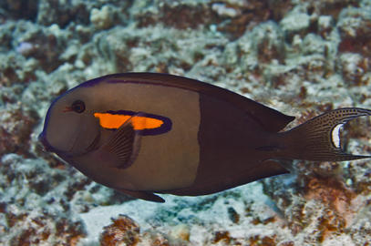 Orangeband Surgeonfish