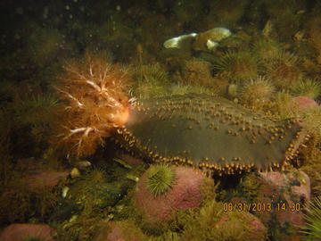 orange-footed sea cucumber