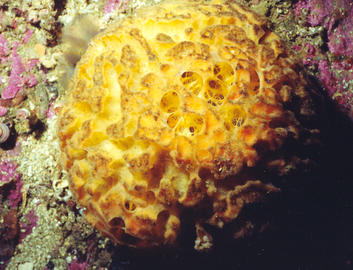 Orange Puffball