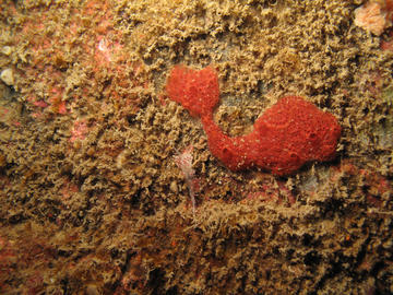 orange sheath tunicate