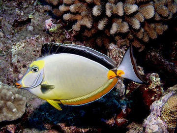 Orangespine Unicornfish