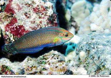 Ornate Wrasse