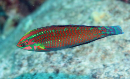 Photo by Janna Nichols