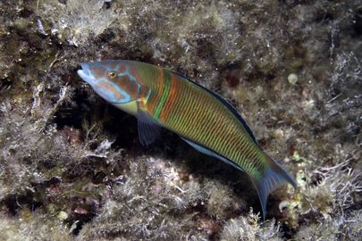 Photo by Stacey Henderson