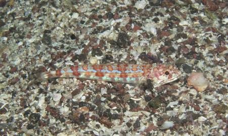 Calico Lizardfish