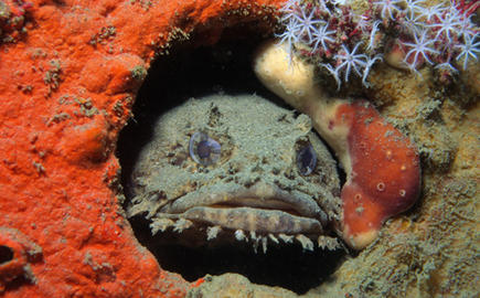 Oyster Toadfish