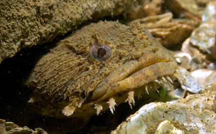 Oyster Toadfish