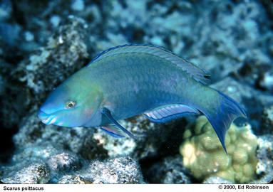 Palenose Parrotfish