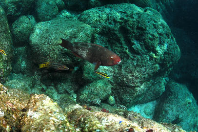 Bicolor Parrotfish