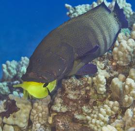 Peacock Grouper