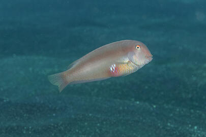 Photo by Stacey Henderson