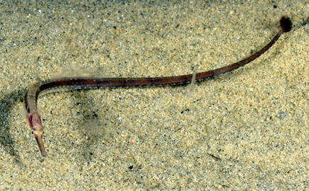 Pipefish