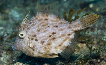 Planehead Filefish