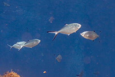 Photo by Stacey Henderson