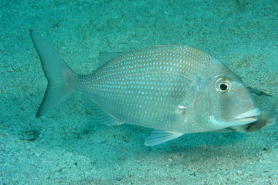 Pacific Porgy