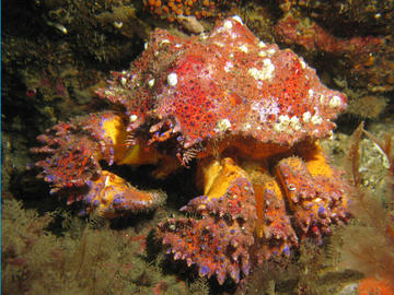 Puget Sound King Crab