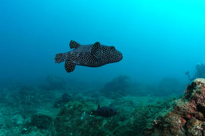 Guineafowl Puffer