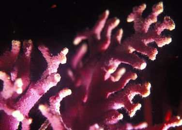 Purple Hydrocoral