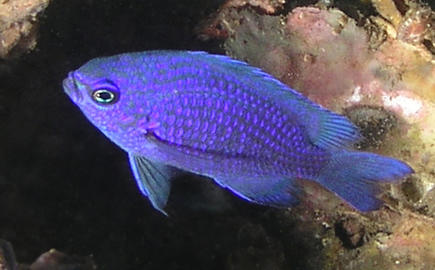 Purple Reeffish