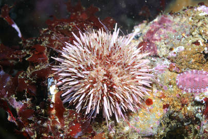 Purple Urchin