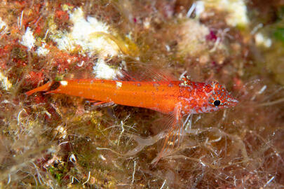 Photo by Stacey Henderson