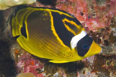 Raccoon Butterflyfish