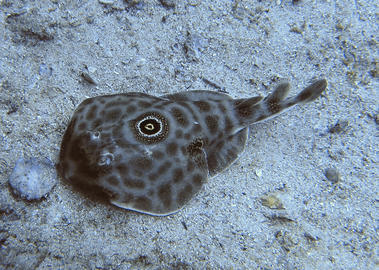 Bullseye Electric Ray