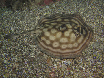 Reef (Concentric) Stingray