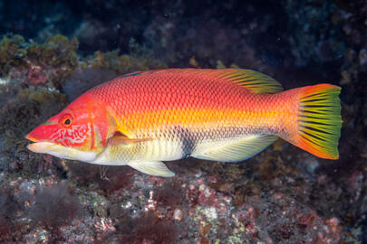 Photo by Stacey Henderson