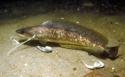 Red Hake