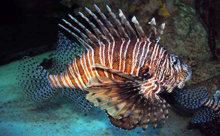 Red Lionfish